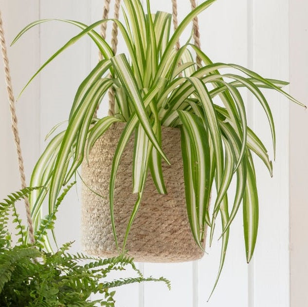 Hanging Jute Planter